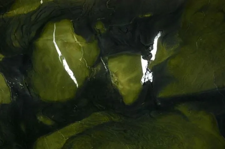 Avocatus